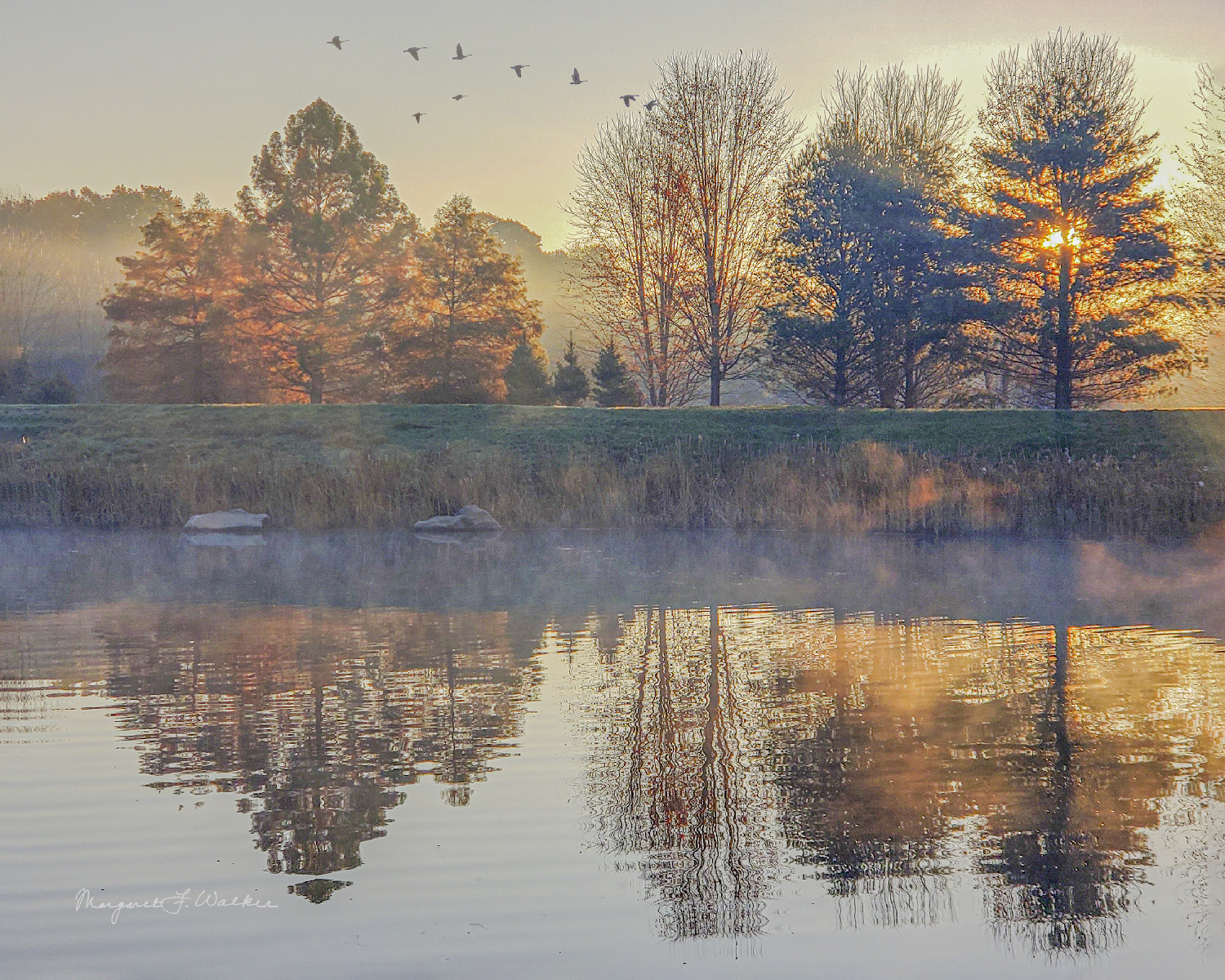 Margaret Walker - Morning pond at Maris Grove - Glenn Mills, PA