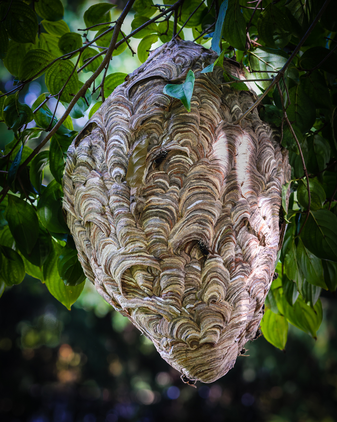 Duane Erdmann - Wasp nest wallpaper - Jennersville, PA
