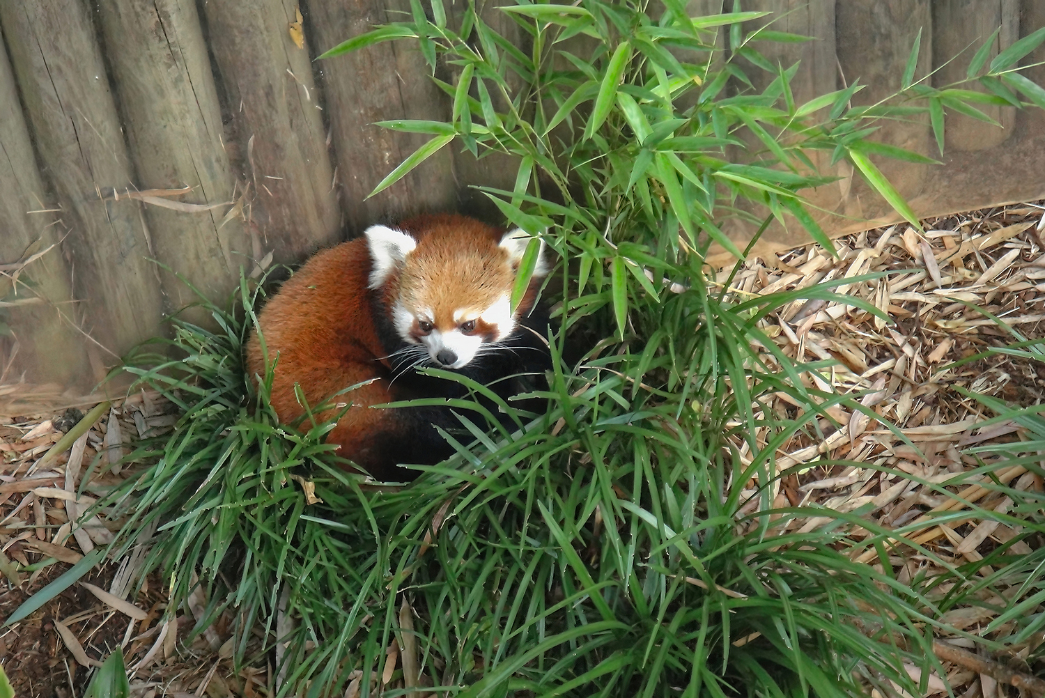 Fred Robinson - Endangered Red Panda - Atlanta Zoo - Atlanta, GA